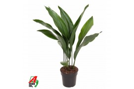 Aspidistra elatior Aspidistra Elatior P1710 pp