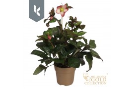 Helleborus HGC Helleborus Ice N Roses Mary Marble in goud15 bl.