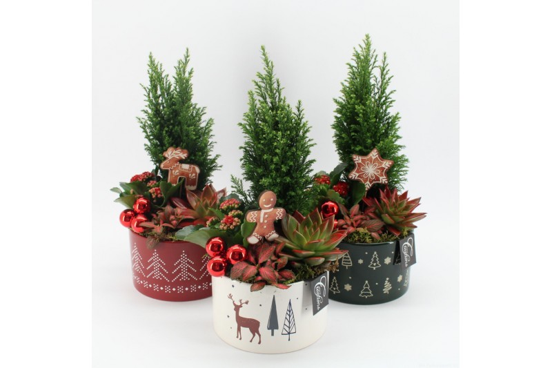 Arrangementen kerst XMAS-25023M Kerst creatie 4 pp 