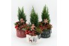 Arrangementen kerst XMAS-25023M Kerst creatie 4 pp