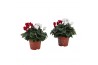 Cyclamen pers. super serie verano Cyclamen Super Serie Duo Verano wijn
