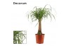 Beaucarnea recurvata Beaucarnea recht 21 cm (Decorum) 1 tak/plnt