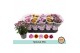 Chrysanthemum ind. tweekleurige mix Chrysant Special Mix3 pp 