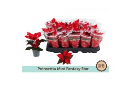 Euphorbia Fantasy Star Euph. Poinsettia Mini Fantasy Star in Sleeve 1 