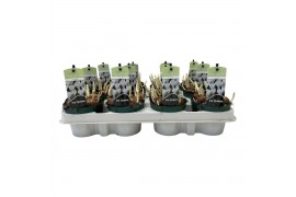 Crocus Crocus Ice Queen 5 per pot