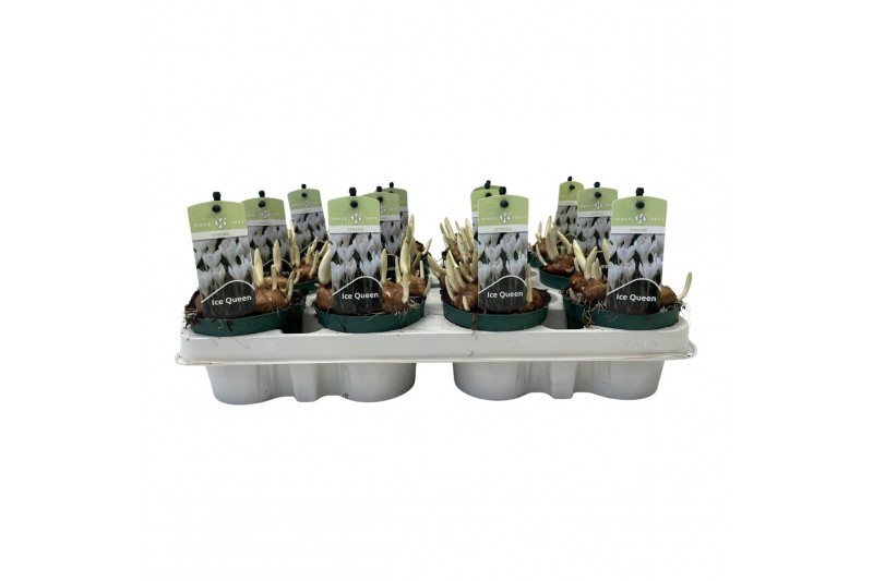 Crocus Crocus Ice Queen 5 per pot 