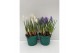Crocus Crocus Ice Queen 5 per pot 