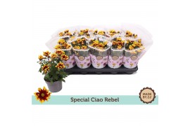 Chrysanthemum ind. ciao rebel Chrysant Special Ciao Rebel3 pp
