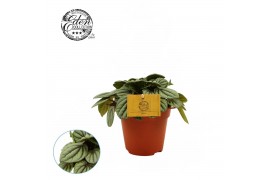 Peperomia Peperomia Mistique 12cm 4 pp
