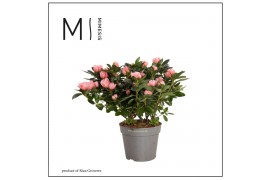 Rhododendron simsii aiko white Azalea Aiko Intens 12cm - Decorum25 cm 