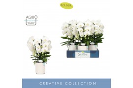 Phalaenopsis wit Fontano Bellagio 5 spike in Molise White Aquo40 bl. 5