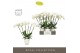 Phalaenopsis wit Theatro Jazz 6 spike in Emilia White Aquo 45 bl. 6 ta 
