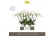 Phalaenopsis wit Theatro Jazz 6 spike in Emilia White Aquo 45 bl. 6 ta 