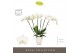 Phalaenopsis wit Theatro Jazz 6 spike in Emilia White Aquo 45 bl. 6 ta 