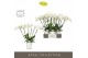 Phalaenopsis wit Theatro Jazz 6 spike in Molise White Aquo 45 bl. 6 ta 