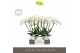 Phalaenopsis wit Theatro Jazz 6 spike in Molise White Aquo 45 bl. 6 ta 