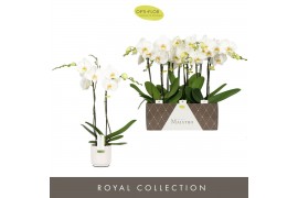 Phalaenopsis wit Maistro Verdi 2 spike 60 cm in Lazio White 18 bl. 2 t