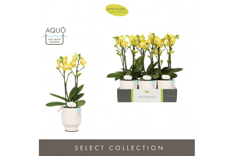 Phalaenopsis multiflora anthura arezzo Optimost Arezzo 2 spike in Emil 