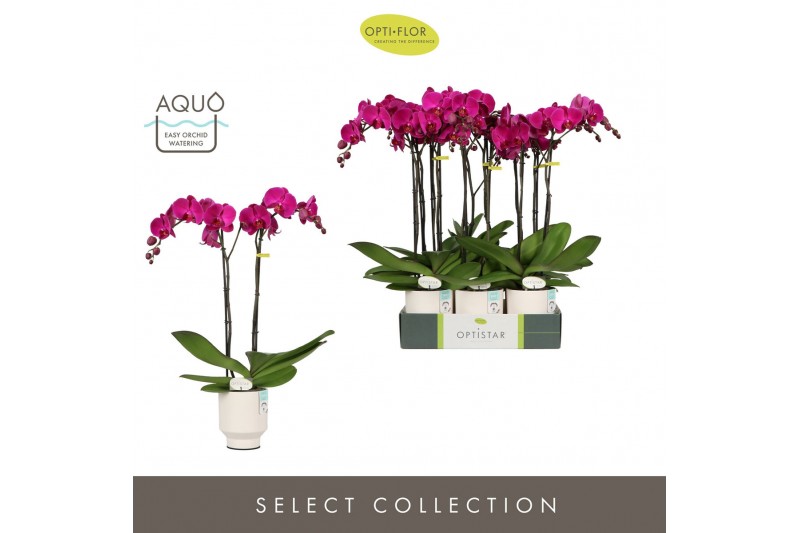 Phalaenopsis paars Optistar Lopez 2 spike in Emilia White Aquo 15 bl.  