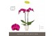 Phalaenopsis paars Optistar Lopez 2 spike in Emilia White Aquo 15 bl.  