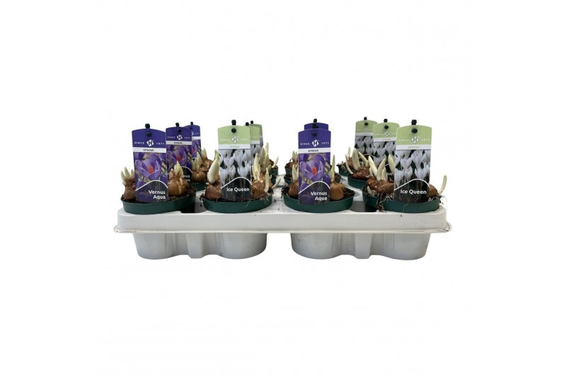 Crocus mix Crocus Mix 5 per pot 