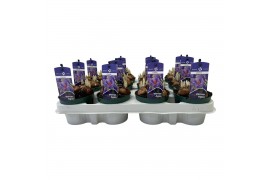 Crocus Crocus vernus Aqua 5 per pot