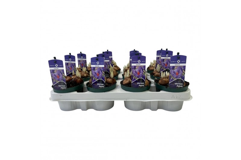 Crocus Crocus vernus Aqua 5 per pot 