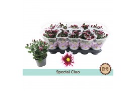 Chrysant ciao indicum Chrysant Special Ciao3 pp