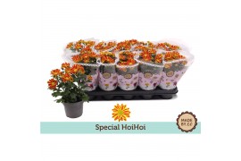 Chrysanthemum ind. hoihoi Chrysant Special HoiHoi3 pp