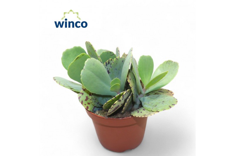 Kalanchoe marmorata Kalanchoe Marmorata (tiger)overig pp 