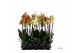 Phalaenopsis Phalaenopsis geel/oranje - 3 tak 60cm 14 bl. 3 tak/plnt 