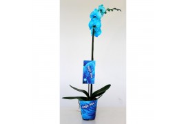 Phalaenopsis Wonder Light Blue 1 tak9 bl. 1 tak/plnt