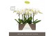 Phalaenopsis wit Maistro Verdi 2 spike 60 cm in Emilia Green Aquo 18 b 