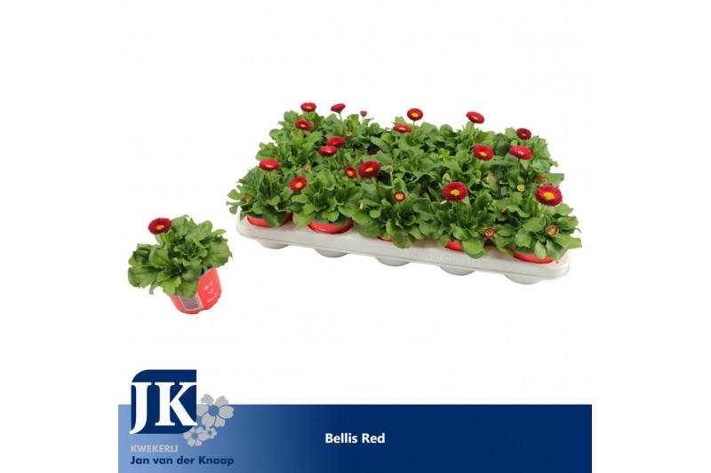 Bellis perennis rusher carmi Bellis Red p10.5 