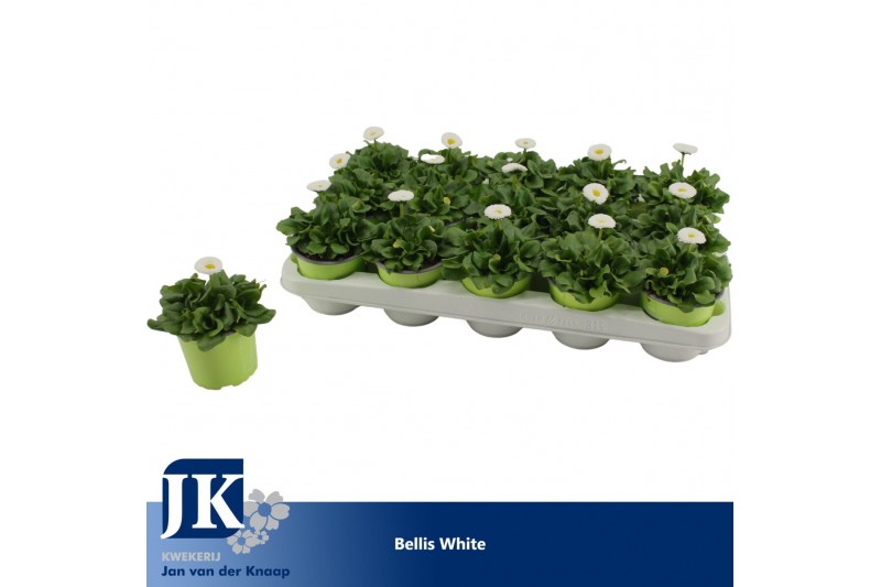 Bellis perennis rusher white Bellis White p10.5 