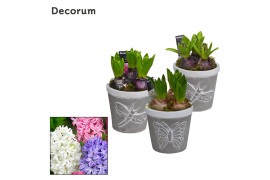 Arrangementen hyacinthus Hyacint Flying Nature HL15381 [PURE] 3 pp 75 