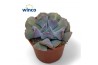Echeveria Echeveria Cubic Frostoverige bl.