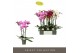 Phalaenopsis mix Optistar Hollywood Mix 3 spike 50 cm 18 bl. 3 tak/pln 