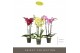 Phalaenopsis mix Optistar Hollywood Mix 3 spike 50 cm 18 bl. 3 tak/pln 