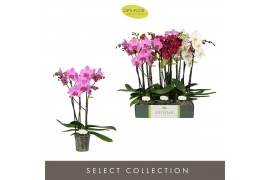 Phalaenopsis mix Optistar Hollywood Mix 3 spike 60 cm 18 bl. 3 tak/pln