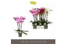 Phalaenopsis mix Optistar Hollywood Mix 3 spike 60 cm 18 bl. 3 tak/pln