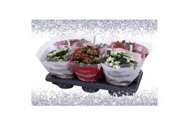 Kalanchoe blossfeldiana rosalina gemengd TST rood en wit met glitter 3