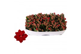Kalanchoe rosalina don justino rood, Traykraag