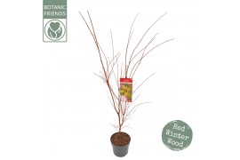 Acer palmatum Acer palm. Sangokaku