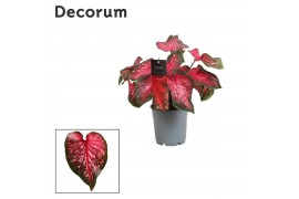 Caladium Caladium Scarlet Flame (Decorum)