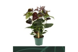 Anthurium andr. essencia Anthurium Essencia 14cm5 bl.