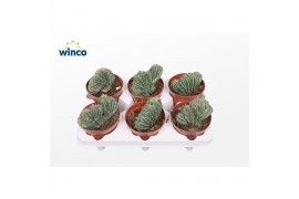 Cactus Marginatocereus Marginatus Cristata