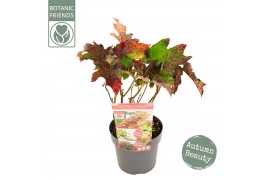 Hydrangea quercifolia Hydrangea que. Ruby Slippers ®