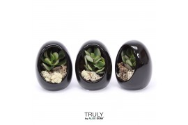 Arrangementen succulenten TRULY Crassula, Egg black1 pp