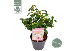 Camellia Camellia ja.Winter Perfume Pearl® Premium15 bl.